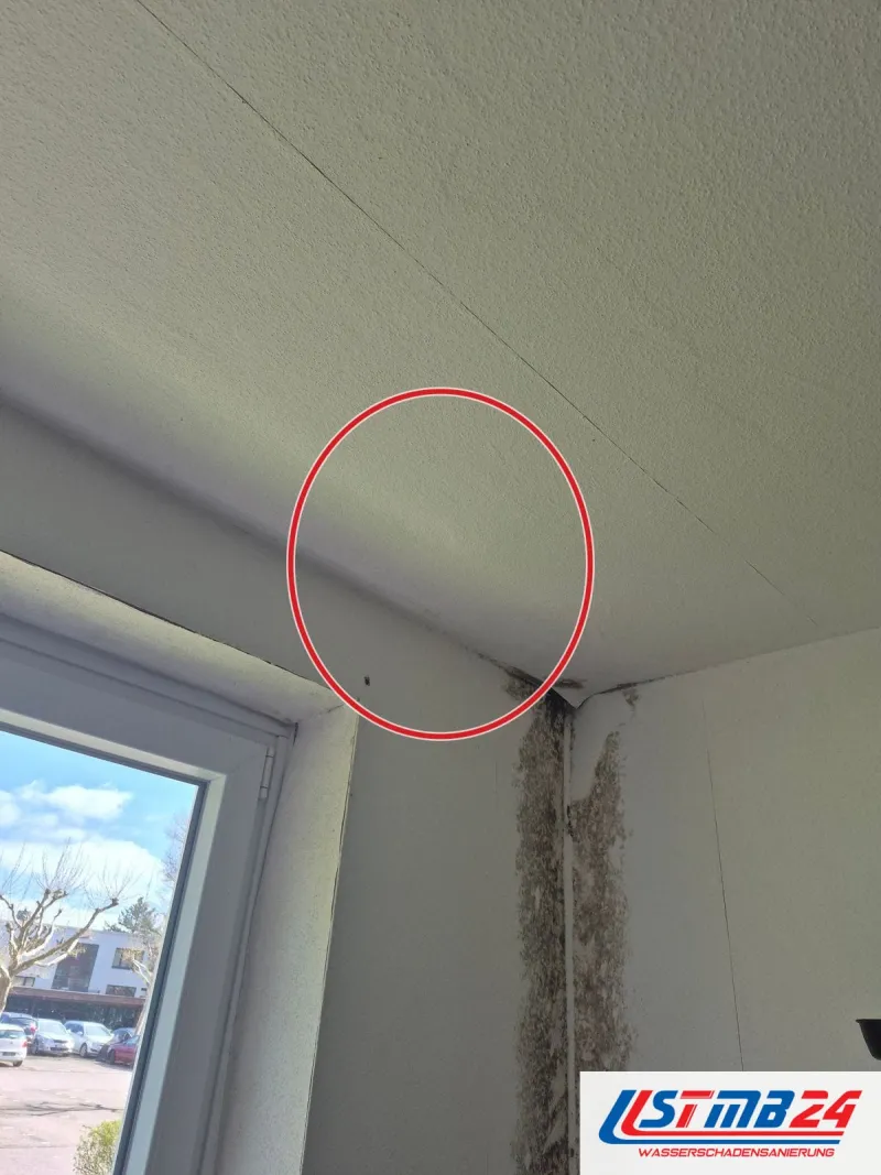 ein Streifen Schimmel zieht vom Deckenanschluss die Raumecke hinunter, daneben das Fenster, ein roter Kreis markiert die Stelle