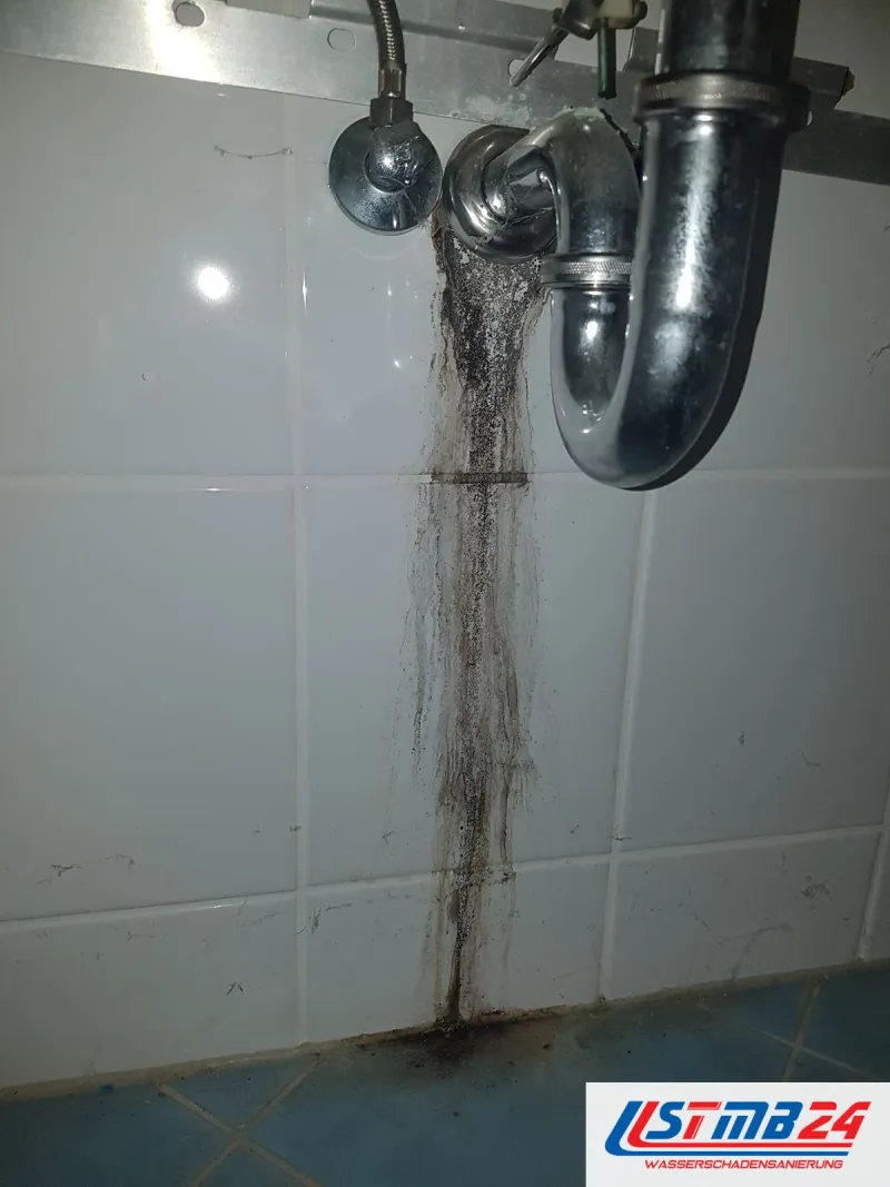 Schwarzer Schimmel läuft unter dem Siphon eines Waschbeckens die weiße Fliesenwand hinab bis in die Fuge am blauen Boden