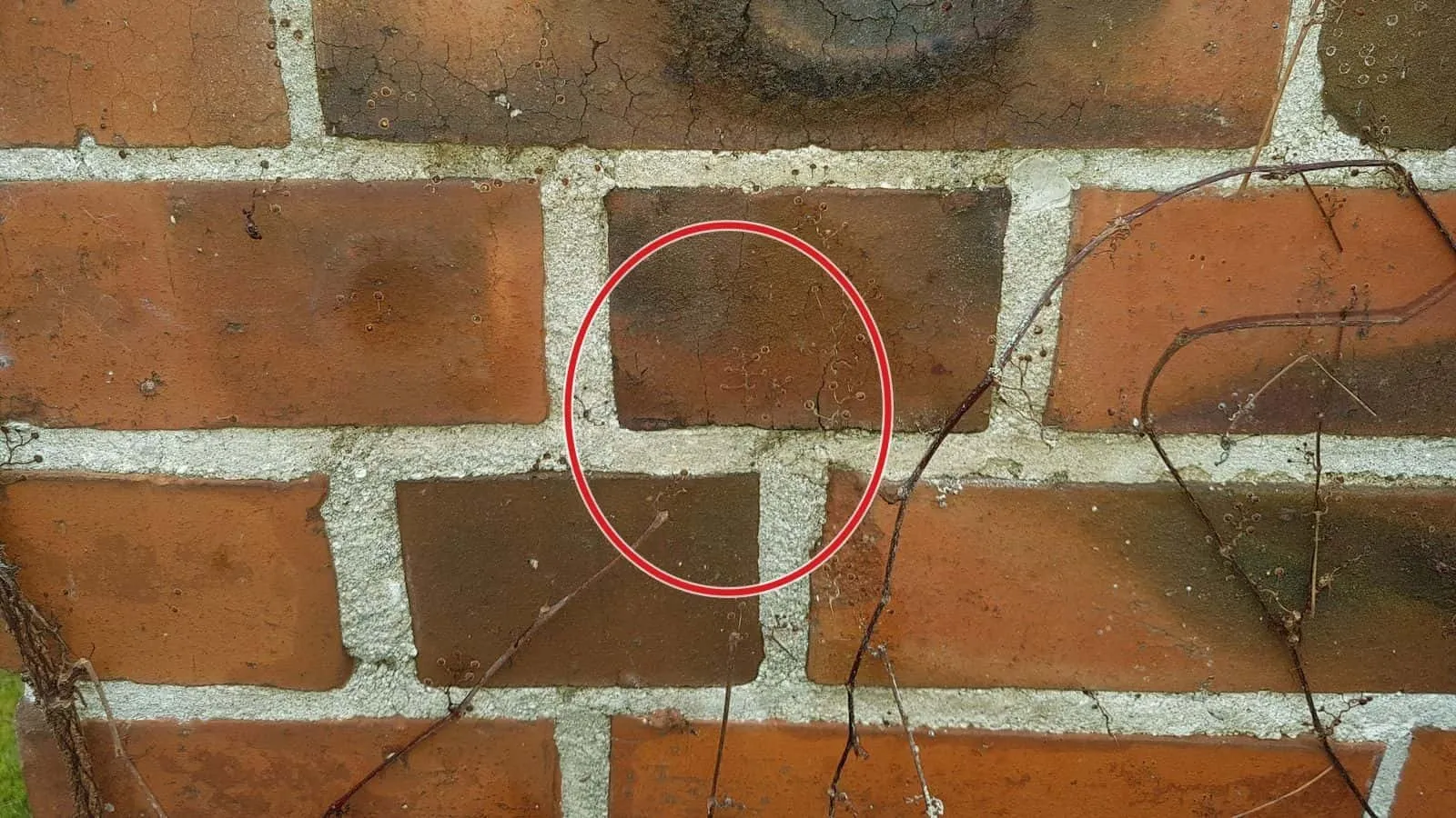 Klinkerwand mit einem dunklen Feuchtefleck auf einem einzelnen Stein