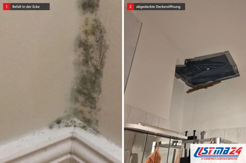 Zwei Bilder: links grünlich schwarzer Befall vom Holzboden die Ecke hinauf, rechts eine Baddecke mit Öffnung, abgedeckt mit schwarzer Folie