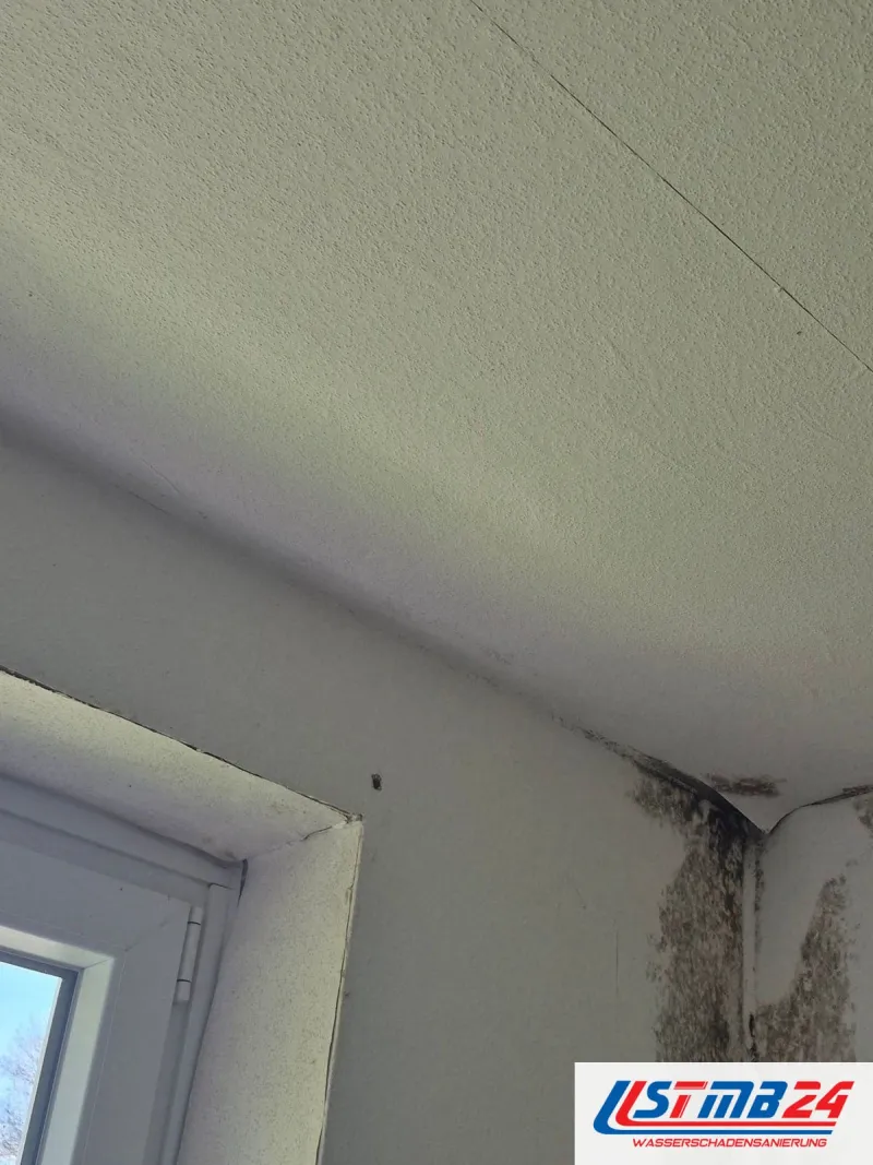 Dunkler Schimmelstreifen in einer Zimmerecke unter der Decke, links das Fenster