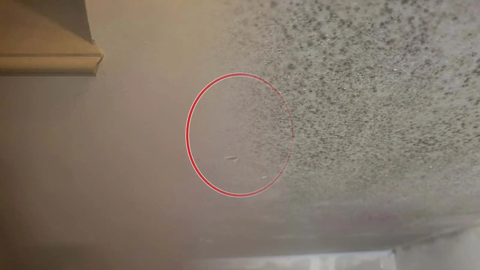 Dichte schwarze Schimmelpunkte auf einer Betondecke, zur Wand hin wird der Befall stärker