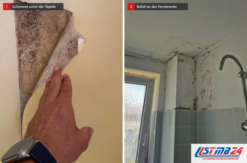 Zwei Bilder: links eine Hand zieht Tapete von der Wand, darunter grauer Befall, rechts Schimmel an der Fensterecke eines Bades
