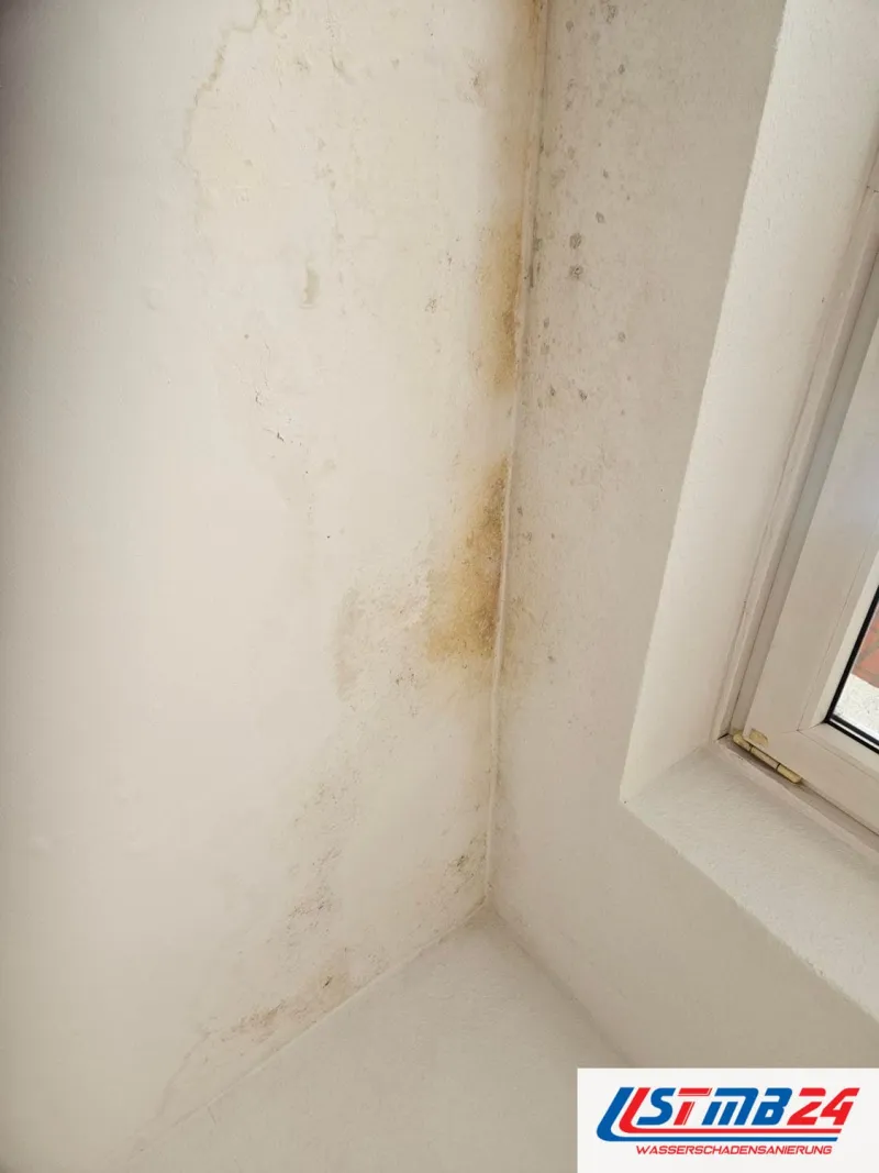 Zimmerecke neben einem Fenster, graue und braune Schimmelpunkte ziehen sich in einer Bahn die Ecke hinunter