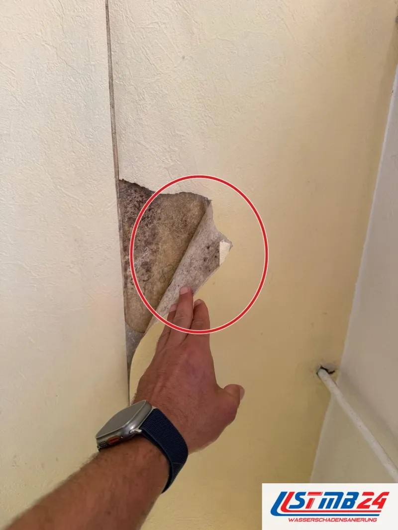 Hand zieht eine Tapete von der Wand, darunter grauer Schimmel auf dem Putz eines Flurs, ein roter Kreis markiert die Stelle