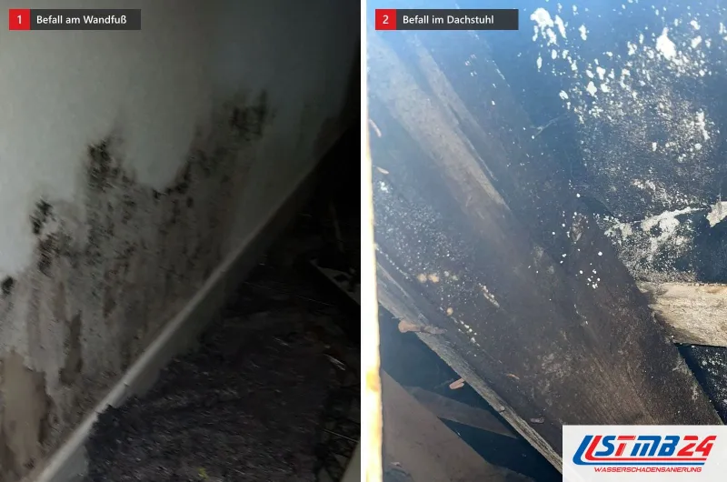Zwei Bilder: links schwarzer Befall über einer Sockelleiste, davor Vlies auf dem Boden, rechts schwarz verfärbte Sparren mit weißen Flecken
