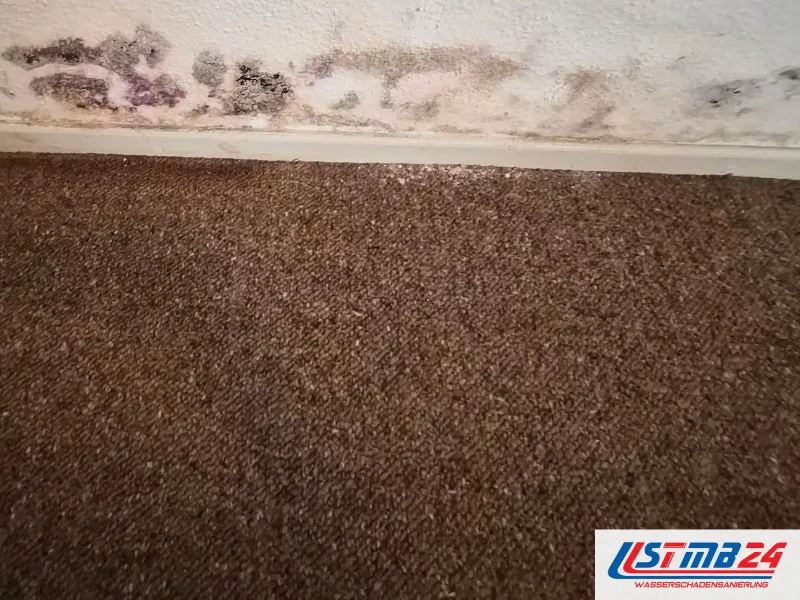Nahaufnahme einer Wand, dicht über der Sockelleiste zieht sich dunkler, leicht violetter Befall entlang, unten Teppich