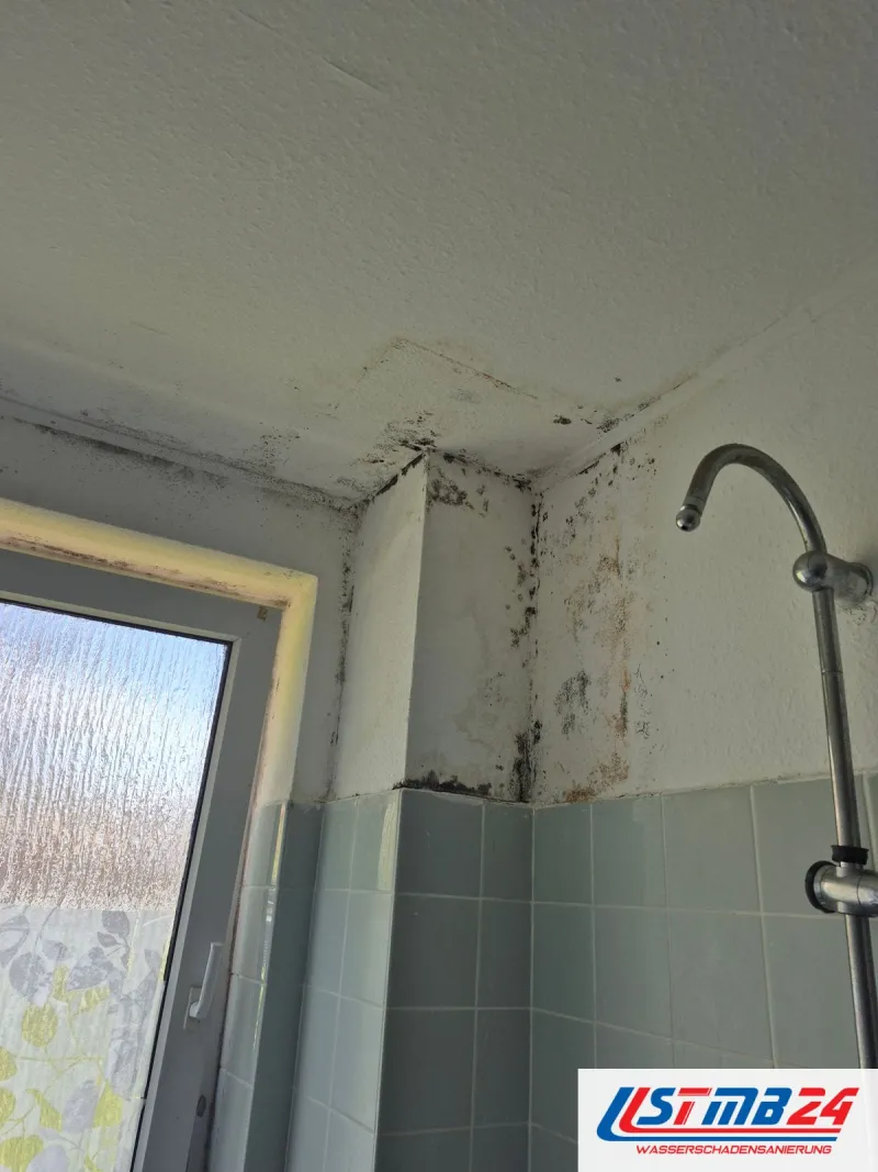 Schimmelpilzsanierung im Bad: Befall an Decke und Fensterlaibung über hellblauen Wandfliesen neben der Duschstange