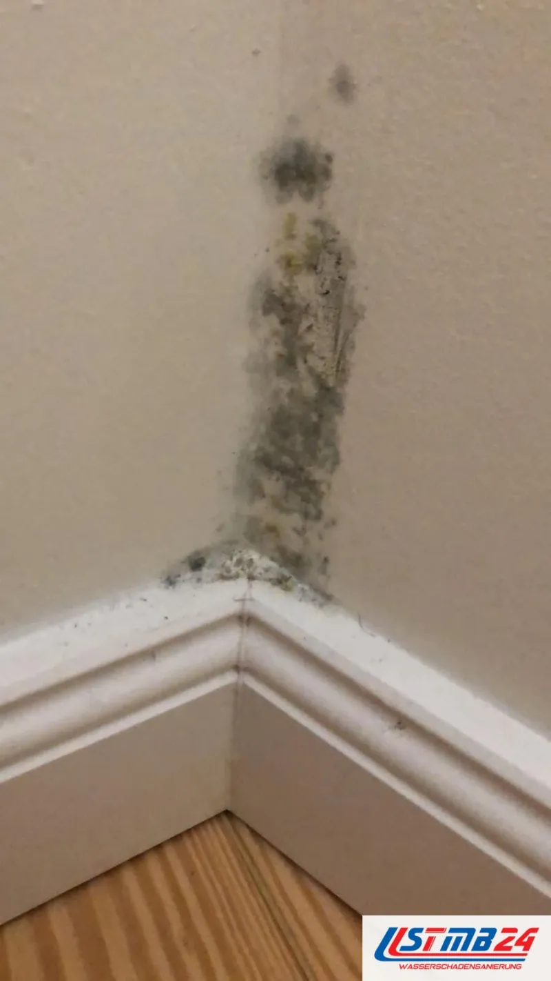 Schimmelpilzsanierung in der Wohnung: grünlich schwarzer Befall zieht vom Holzboden über der Sockelleiste die Ecke hinauf