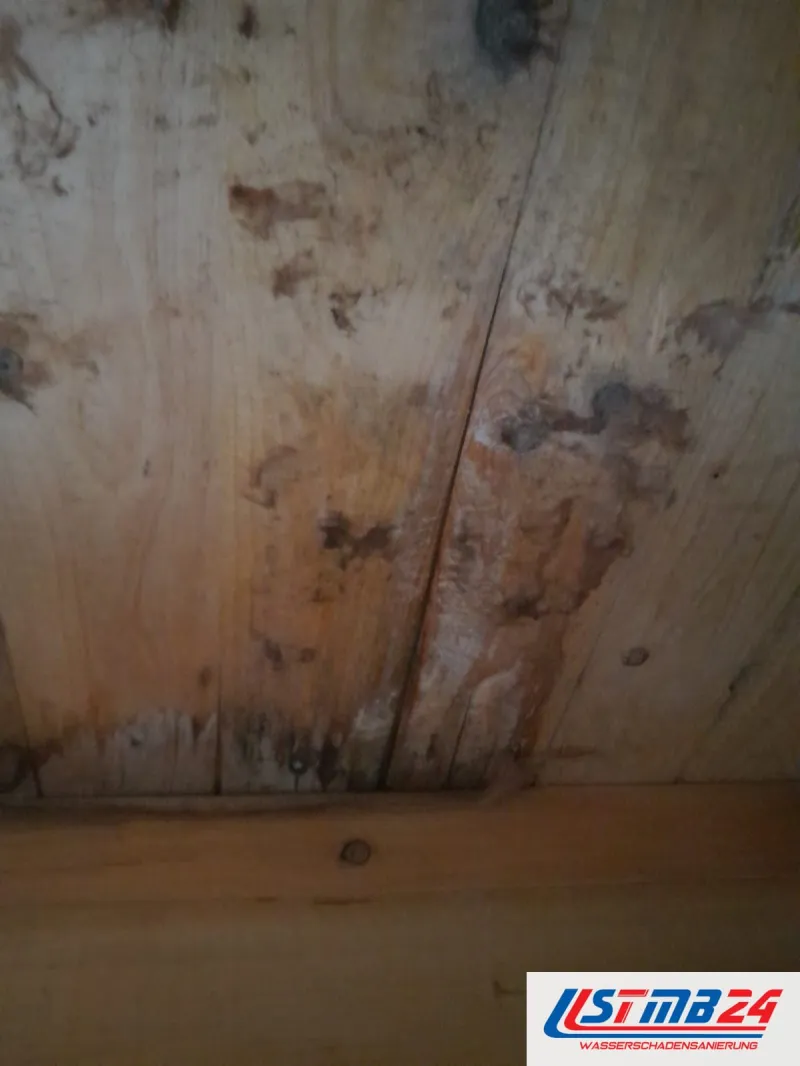 Schimmelsanierung in Grömitz: Holzschalung mit braunen und schwarzen Flecken, darunter eine Latte, die Bretter feucht verfärbt