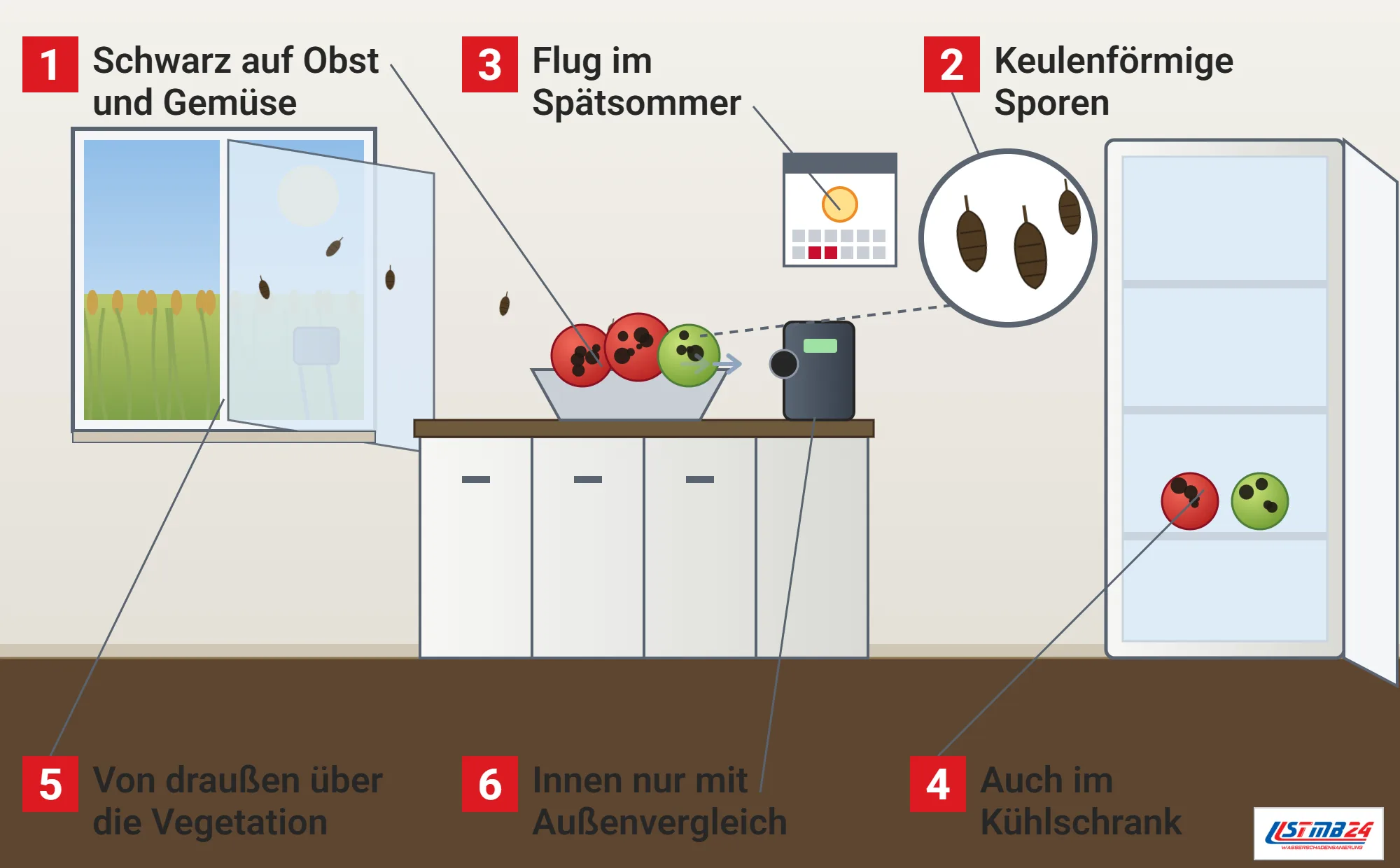 Alternaria, Funktionsweise: Küche mit offenem Fenster auf ein Feld mit Gräsern, hereintreibenden Sporen, Luftkeimsammler draußen und innen, Schale mit Tomaten und Äpfeln mit schwarzen Flecken, Kalender mit markiertem Spätsommer, offenem Kühlschrank und Lupe mit keulenförmigen Sporen