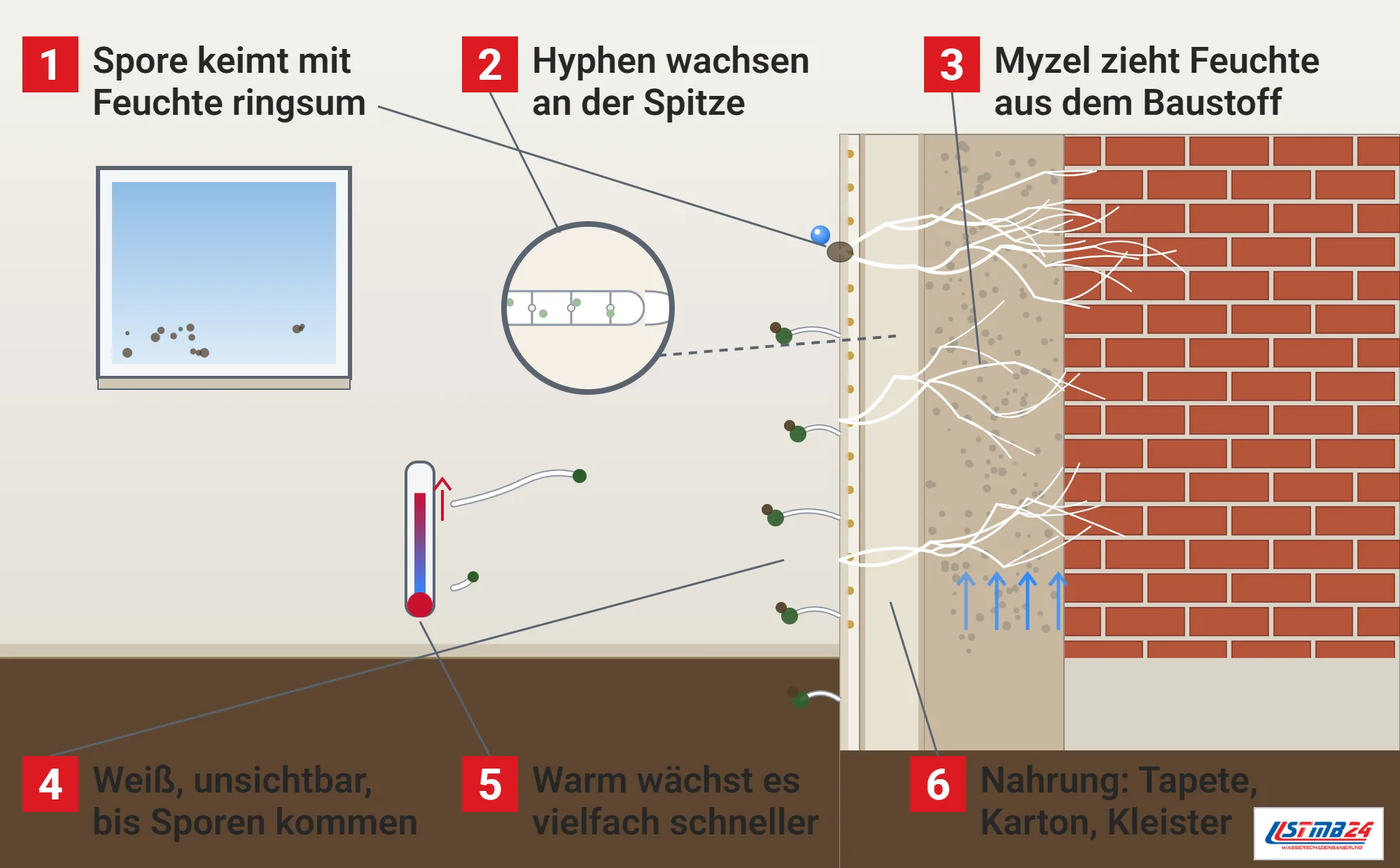 Myzel, Funktionsweise: Wand im Schnitt mit Tapete, Gipskarton, Putz und Mauerwerk, keimender Spore mit Tropfen, weißen Hyphen im Porengefüge, Feuchtepfeilen, Lufthyphen mit Sporenköpfen, Lupe mit Hyphe und Querwänden und Thermometer mit kurzer und langer Hyphe