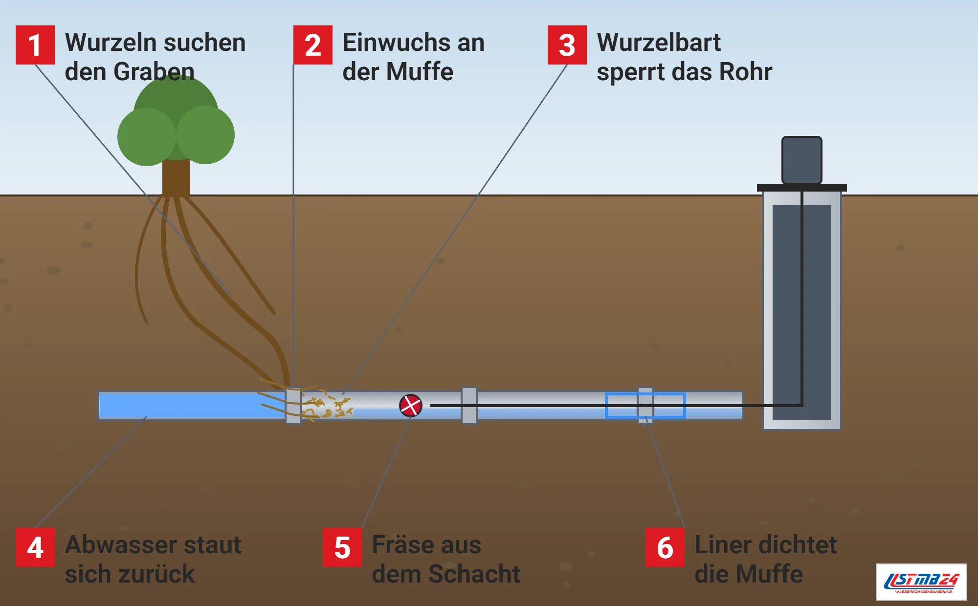 Wurzeleinwuchs, Funktionsweise: Baum mit Wurzeln, die an einer Muffe in die Grundleitung eindringen, Wurzelbart im Rohr mit Rückstau davor, Revisionsschacht mit Kabel und Wurzelfräse und Kurzliner an einer weiteren Muffe